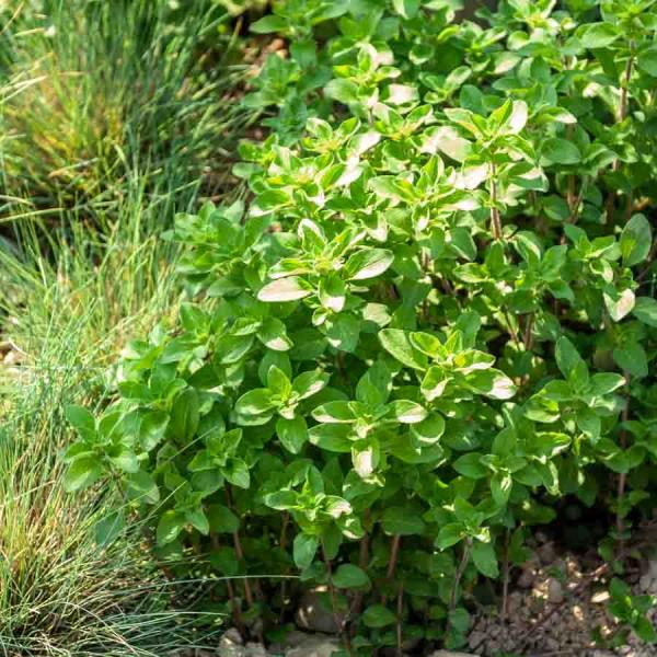 Aromatiques - Origan Paula - BIO - face recto